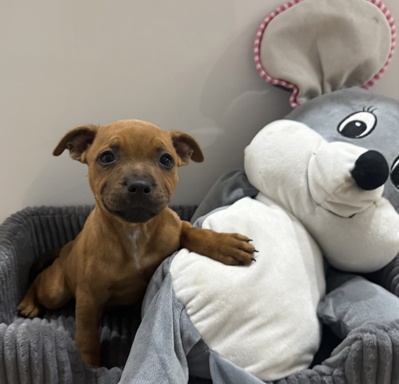 Des Terres Du Sud D’Enserunes - Chiots disponibles - Staffordshire Bull Terrier