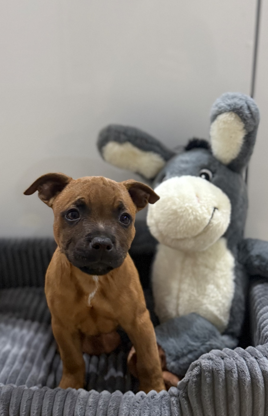 Des Terres Du Sud D’Enserunes - Chiots disponibles - Staffordshire Bull Terrier